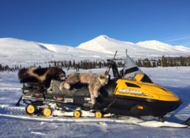 Predator Hunt 4 2017 2