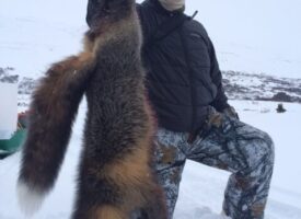 Predator Hunt 7 2016
